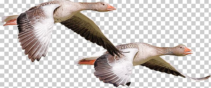 Canada Goose Duck Water Bird PNG, Clipart, Anatidae, Animal, Animal Figure, Animals, Beak Free PNG Download