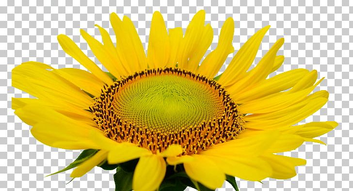 Common Sunflower PNG, Clipart, Daisy Family, Designer, Download, Flower, Flowering Plant Free PNG Download