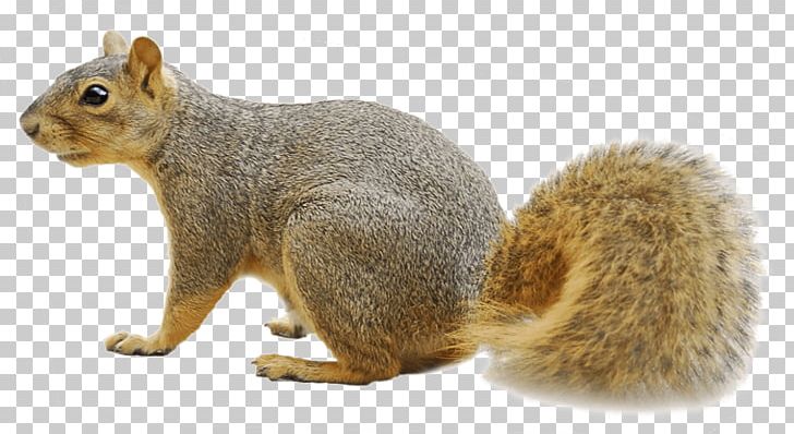 Fox Squirrel Raccoon Rodent PNG, Clipart, Fox Squirrel, Raccoon, Rodent, Squirrels Free PNG Download