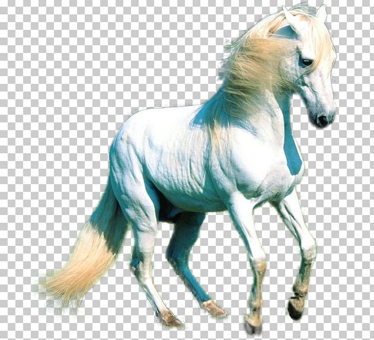 Mustang White Horse PNG, Clipart, Animal, Colt, Download, Gimp, Horse Free PNG Download