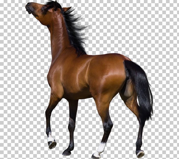 Mustang Friesian Horse American Quarter Horse Stallion Andalusian Horse PNG, Clipart, American Quarter Horse, Andalusian Horse, Bridle, Colt, Dash Free PNG Download