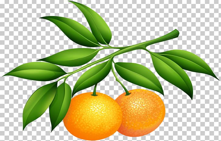 Soft Drink Lemonsoda Tangerine PNG, Clipart, Bitter Orange, Calamondin, Citrus, Clementine, Clipart Free PNG Download