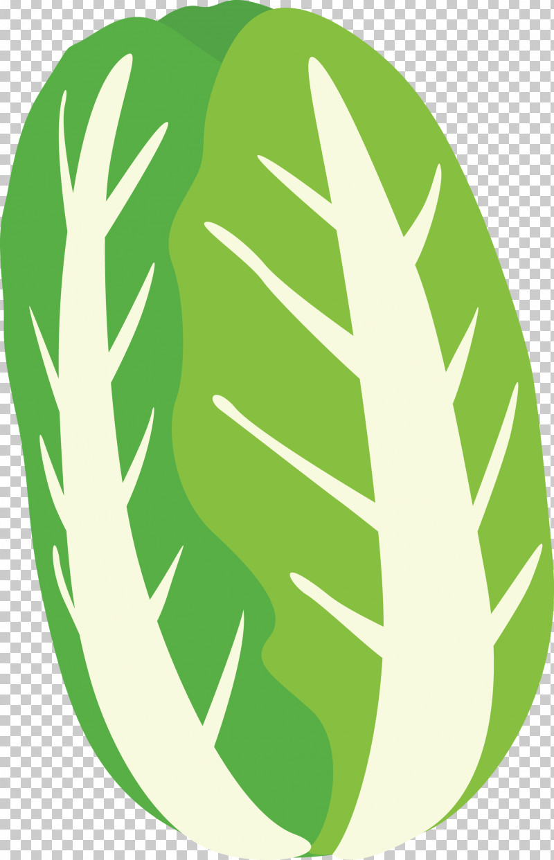 Nappa Cabbage PNG, Clipart, Green, Leaf, Logo, Monstera Deliciosa, Nappa Cabbage Free PNG Download
