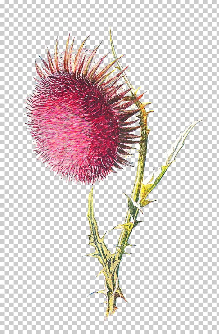 Familiar Wild Flowers Thistle Wildflower PNG, Clipart, Artichoke Thistle, Blog, Botanical Illustration, Botany, Burdock Free PNG Download