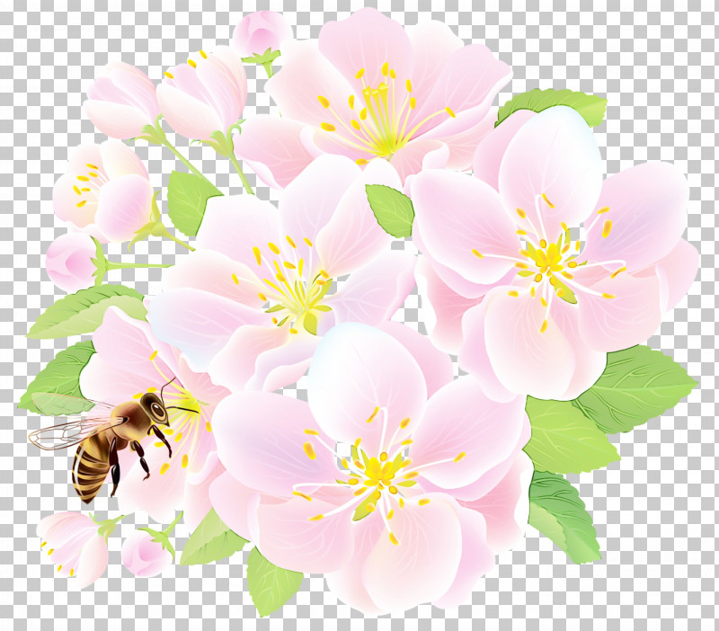 Flower Petal Pink Plant Rosa Rubiginosa PNG, Clipart, Bee, Blossom, Camellia Sasanqua, Flower, Membranewinged Insect Free PNG Download
