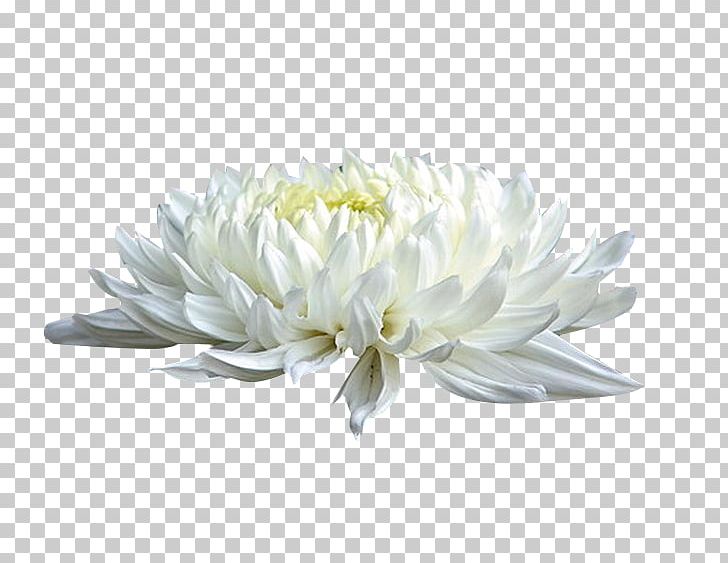 Chrysanthemum Xd7grandiflorum White Cut Flowers PNG, Clipart, Adobe Illustrator, Background White, Black White, Chrysanthemum, Chrysanthemum Chrysanthemum Free PNG Download