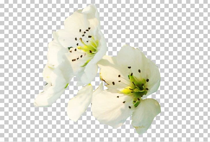 Petal Floral Design Flower Computer File PNG, Clipart, Blossom, Cut Flowers, Designer, Download, Floristry Free PNG Download