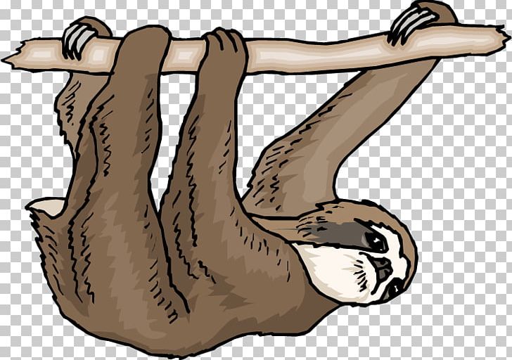 Pygmy Three-toed Sloth Free Content PNG, Clipart, Animal, Arm, Art, Bear, Carnivoran Free PNG Download