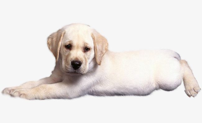 Sad Puppy PNG, Clipart, Animal, Material, Pet, Png, Png Material Free PNG Download