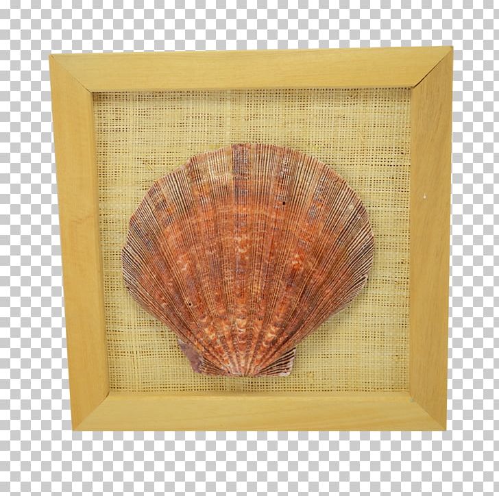 Seashell Lion Cockle 8x8 PNG, Clipart, 8x8 Inc, Animals, Clams Oysters Mussels And Scallops, Cockle, Conchology Free PNG Download
