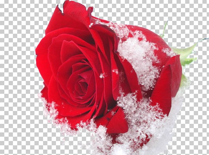 Damask Rose Flower Roses In The Snow Rose Oil Winter PNG, Clipart, Blue, Carnation, Color, Cut Flowers, Desktop Wallpaper Free PNG Download