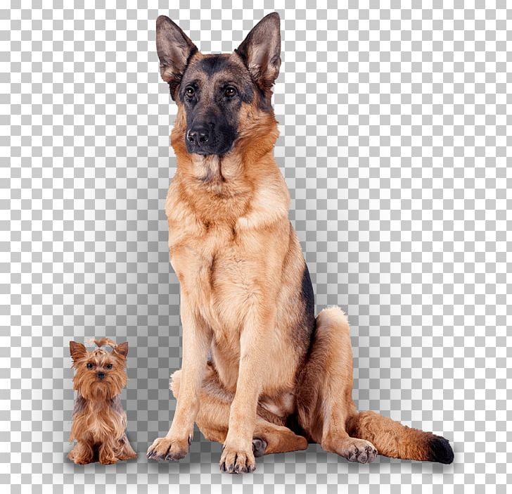 German Shepherd Puppy Chihuahua Poodle Dog Breed PNG, Clipart, Animals, Bark, Breed, Carnivoran, Chihuahua Free PNG Download