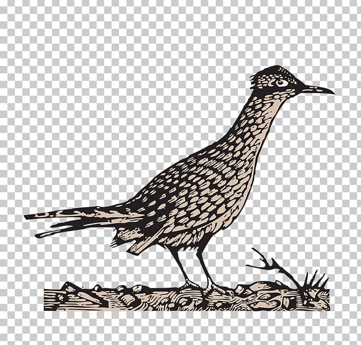 Beak Scratchboard Computer Icons PNG, Clipart, Beak, Bill Russell, Bird, Computer Icons, Cuckoos Free PNG Download