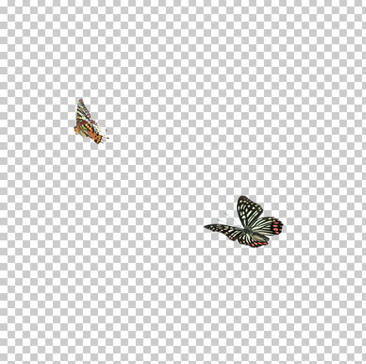 Butterfly Moth Insect Membrane PNG, Clipart, Animal, Arthropod, Blue Butterfly, Butterflies, Butterfly Free PNG Download