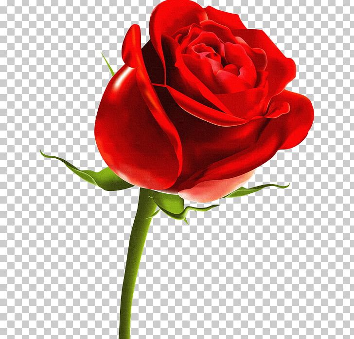 Desktop Rose PNG, Clipart, Bud, China Rose, Closeup, Computer Icons, Cut Flowers Free PNG Download