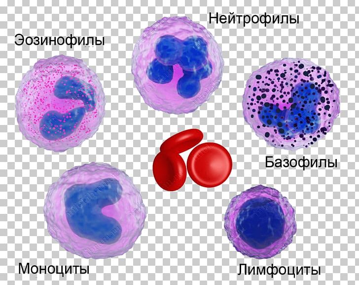 Neutrophil Eosinophil Basophil Blood Cell Monocyte PNG, Clipart, Basophil, Bead, Blood, Blood Cell, Blood Cells Free PNG Download