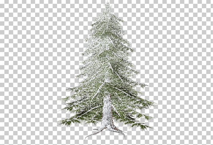 Spruce Forest Pine Fir Christmas Tree PNG, Clipart, Branch, Christmas, Christmas Decoration, Christmas Ornament, Forest Free PNG Download