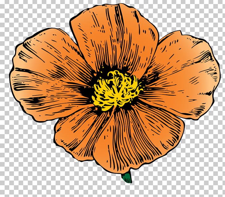 California Poppy PNG, Clipart, Ca Cliparts, California, California Poppy, Common Poppy, Download Free PNG Download