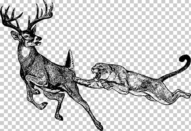 Cougar White-tailed Deer Lion Hunting PNG, Clipart, Animals, Antler, Black And White, Carnivoran, Deer Free PNG Download