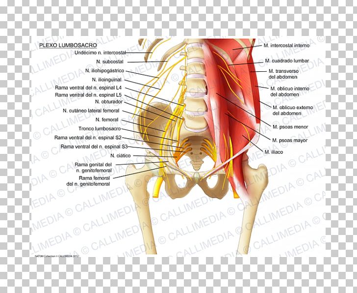Sacral Plexus Iliohypogastric Nerve Lumbar Plexus Ilioinguinal Nerve PNG, Clipart, Anatomy, Diagram, Ear, Femoral Nerve, Finger Free PNG Download