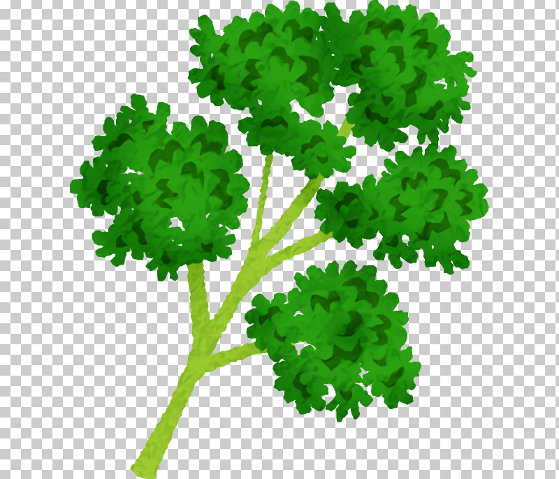 Leaf Leaf Vegetable Green M-tree Lawn PNG, Clipart, Biology, Flower, Green, Lawn, Leaf Free PNG Download
