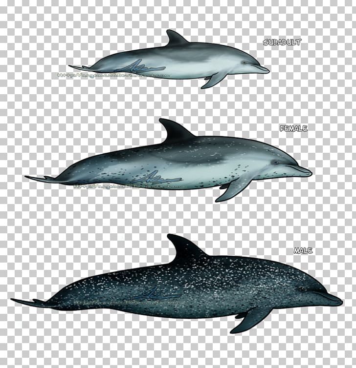 Spinner Dolphin Striped Dolphin Short-beaked Common Dolphin Wholphin Common Bottlenose Dolphin PNG, Clipart, Animals, Atlantic Spotted Dolphin, Dolphin, Fauna, Fin Free PNG Download