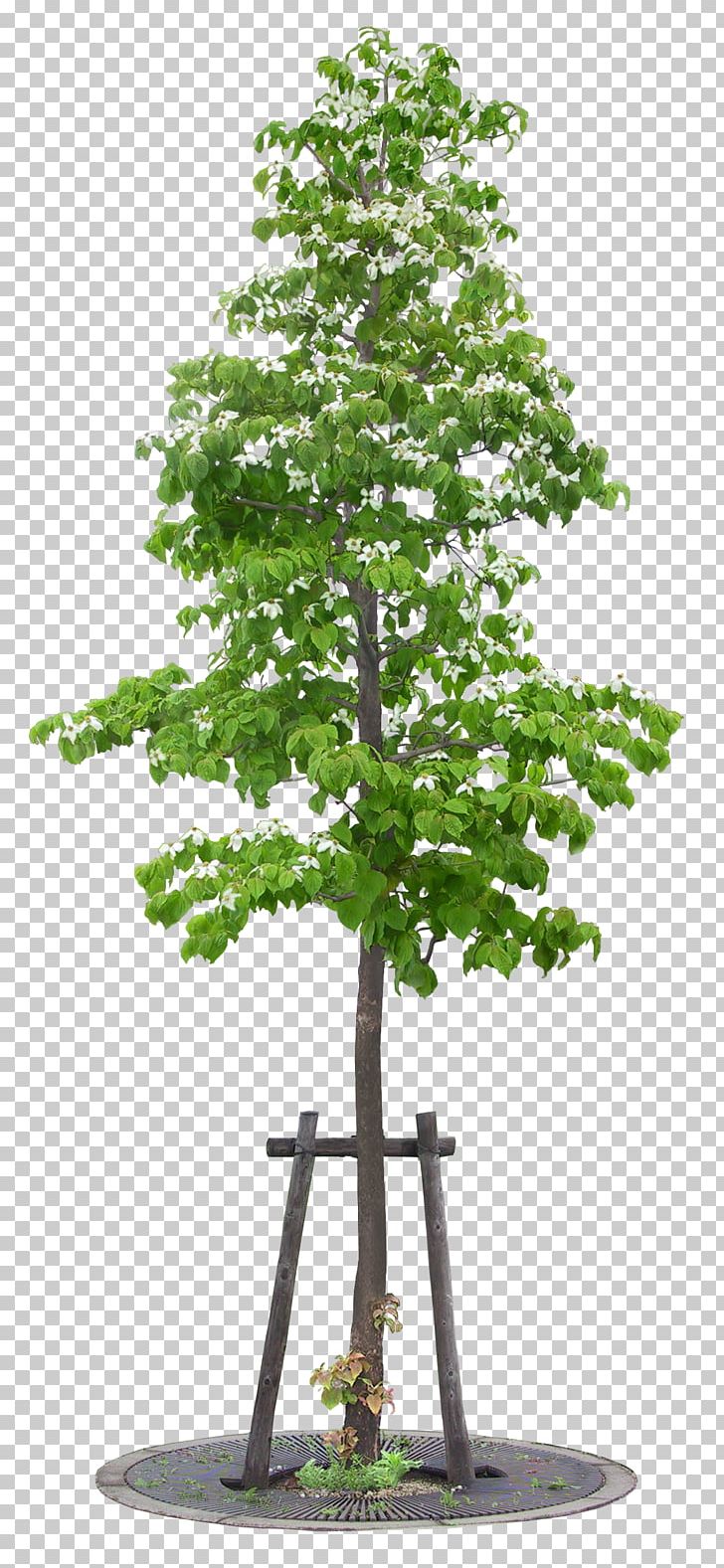 Tree Painting PNG, Clipart, 3d Computer Graphics, Big, Bonsai, Branch, Christmas Tree Free PNG Download