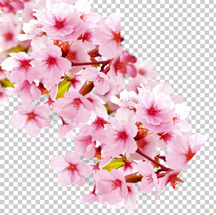 Wuzhishan City Cherry Blossom Flowering Tea Petal PNG, Clipart, Backpacking, Blossom, Blossoms, Branch, Cherry Free PNG Download