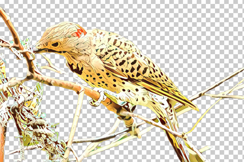 Bird Beak Falconiformes PNG, Clipart, Beak, Bird, Falconiformes Free PNG Download
