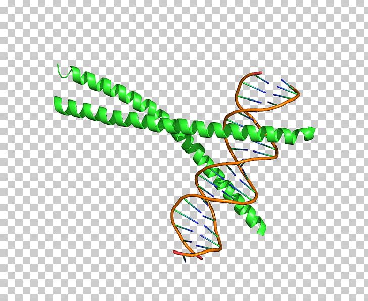 Ccaat-enhancer-binding Proteins BZIP Domain CEBPA Transcription Factor PNG, Clipart, Alpha Helix, Area, Binding Protein, Body Jewelry, Bzip Domain Free PNG Download
