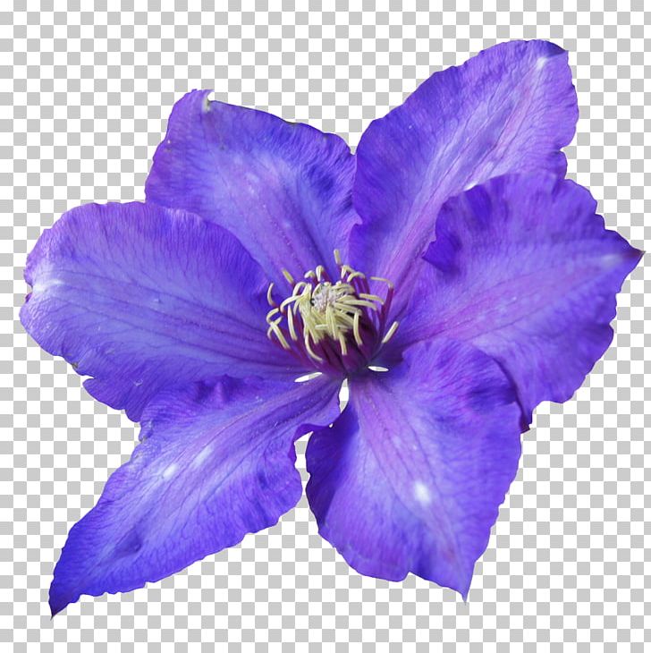 Flower Violet Purple Petal PNG, Clipart, Bellflower Family, Blue, Clematis, Color, Delphinium Free PNG Download