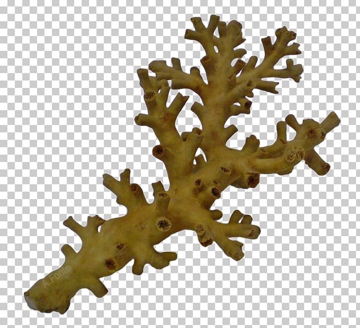 Great Barrier Reef Cnidaria Dendrophyllia Death Threat Sponge PNG, Clipart, Aquatic Animal, Cnidaria, Death, Death Threat, Gastrodermis Free PNG Download