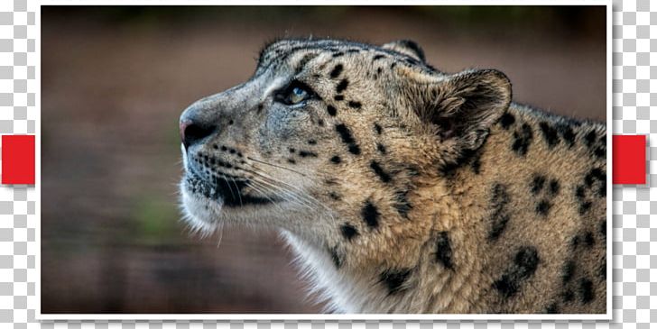 Snow Leopard Whiskers Animal Wildlife PNG, Clipart,  Free PNG Download