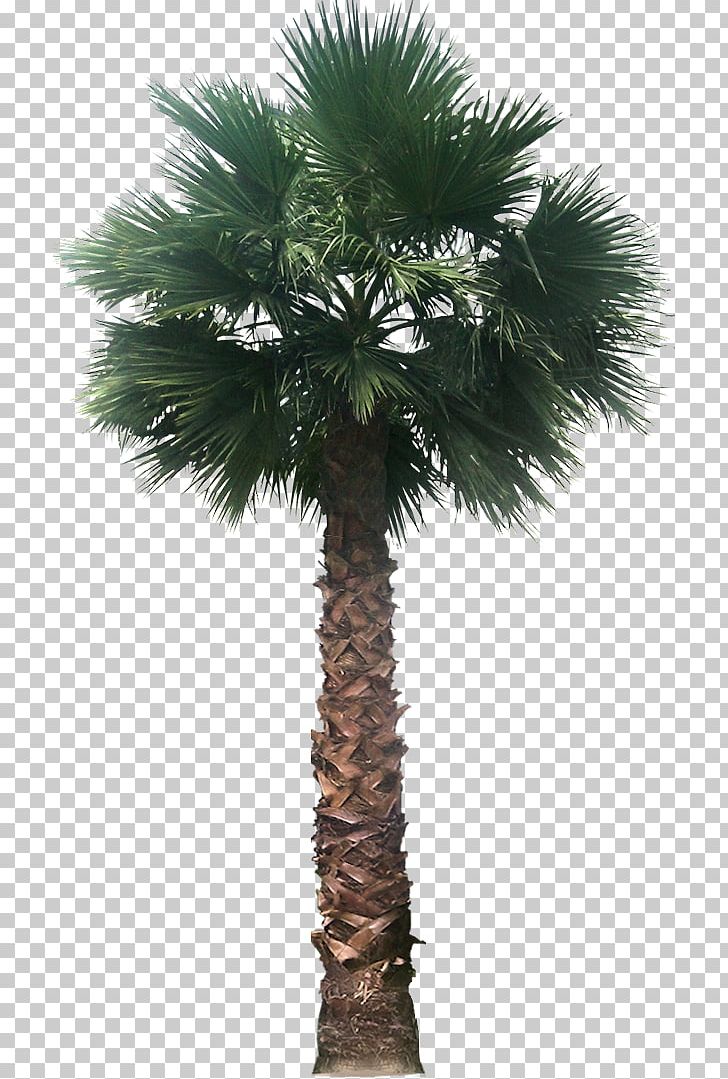 Archontophoenix Cunninghamiana Weeping Willow Tree PNG, Clipart, Archontophoenix, Arecaceae, Arecales, Areca Nut, Attalea Speciosa Free PNG Download