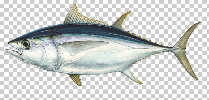 Bigeye Tuna Southern Bluefin Tuna Pacific Bluefin Tuna Albacore Atlantic Bluefin Tuna PNG, Clipart, Anchovy, Blackfin Tuna, Bonito, Bony Fish, Dogtooth Tuna Free PNG Download