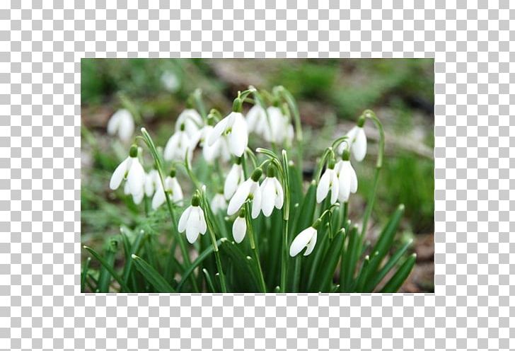 Galanthus Nivalis Bulb Fritillaria Meleagris Flower Hyacinth PNG, Clipart, Bulb, Crocus, Daffodil, Flower, Flower Garden Free PNG Download