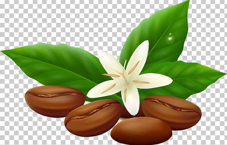 Green Beans White PNG, Clipart, Bean, Coffee, Coffee Bean, Coffee Beans, Commodity Free PNG Download