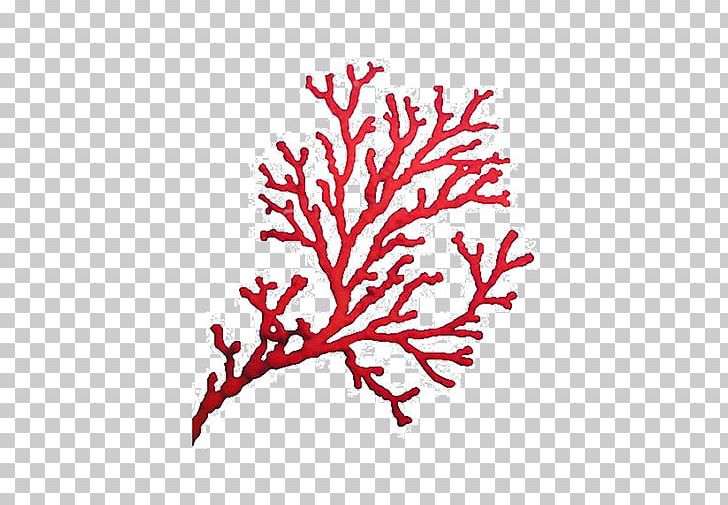 Coral Sea Benthic Zone Drawing Alcyonacea PNG, Clipart, Alcyonacea, Benthic Zone, Brain Coral, Branch, Coral Free PNG Download