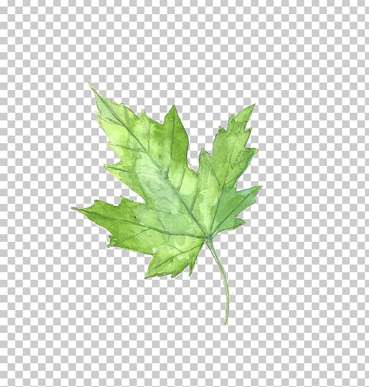 Maple Leaf Watercolor Painting PNG, Clipart, Download, Draw, Drawing, Euclidean Vector, Food Drinks Free PNG Download