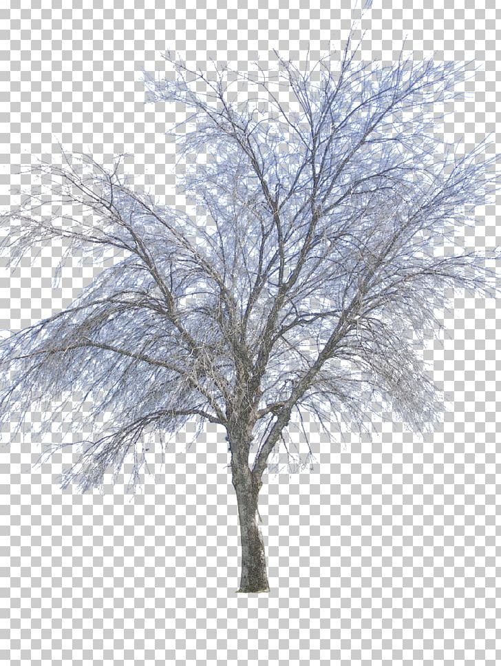 Twig Tree Winter PNG, Clipart, Branch, Computer Icons, Deciduous, Digital Media, Information Free PNG Download