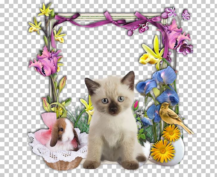 Colomba Di Pasqua Easter Bunny Kitten Easter Vigil PNG, Clipart, Animals, Asian, Balinese, Carnivoran, Cat Free PNG Download