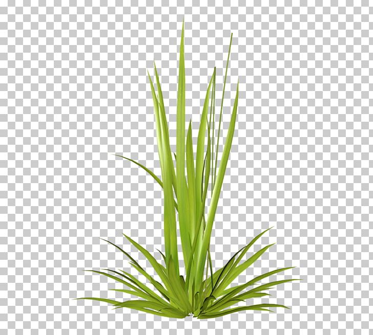 Herbaceous Plant Ryegrass Plant Stem PNG, Clipart, 2014, 2017, Advertising, Aquarium Decor, Cim Free PNG Download