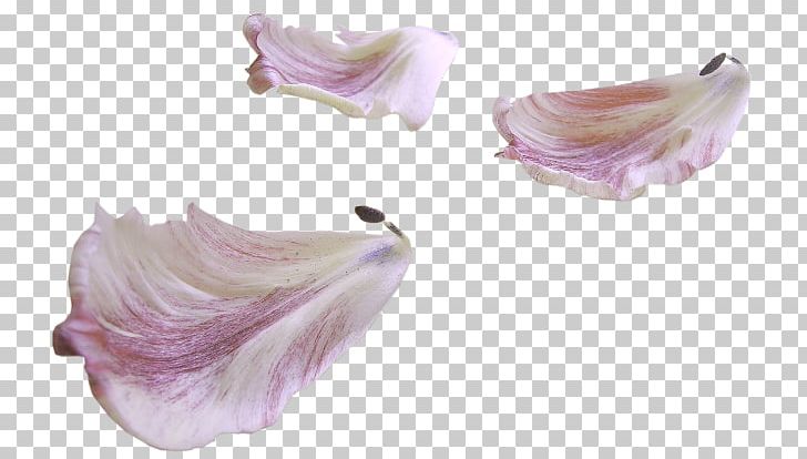 Petal Flower PNG, Clipart, Designer, Download, Flower, Lilac, Material Free PNG Download