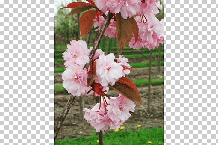 Tree Japanese Snowbell Nursery Shrub Cherry Blossom PNG, Clipart, Apples, Blossom, Branch, Cherry Blossom, Flower Free PNG Download