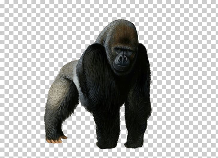 Western Gorilla T-shirt PNG, Clipart, Background, Chimpanzee, Clothing, Common Chimpanzee, Computer Icons Free PNG Download