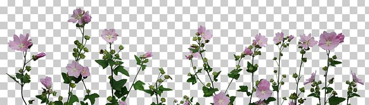 Desktop Plant PNG, Clipart, Bougainvillea, Cut Flowers, Desktop Wallpaper, Deviantart, Display Resolution Free PNG Download