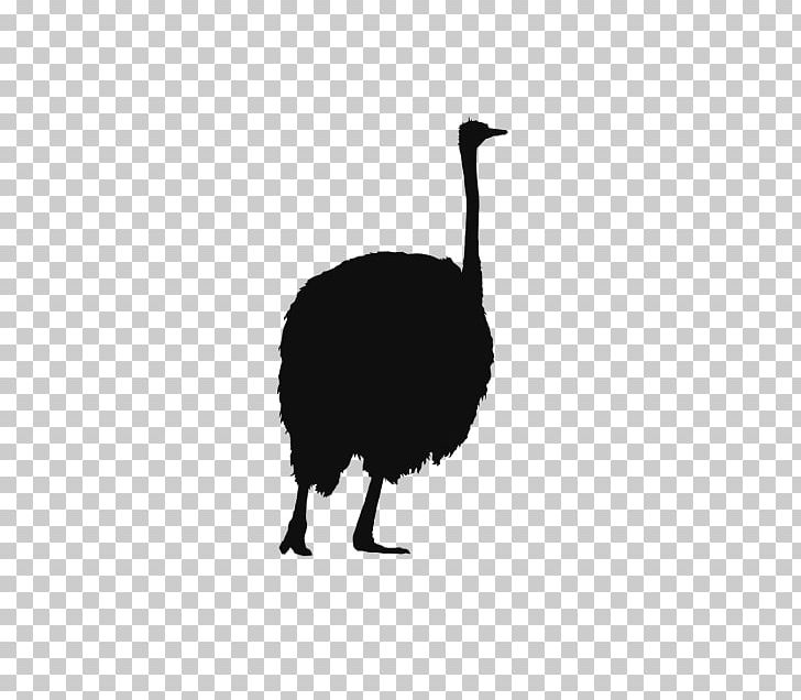 Common Ostrich Vecteur PNG, Clipart, Animal, Beak, Bird, Black And White, Common Ostrich Free PNG Download