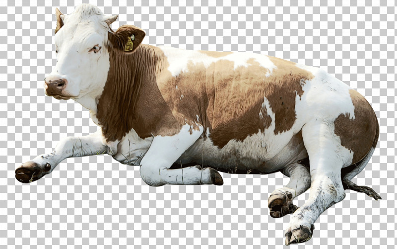 Jersey Cattle Ox Beef Cattle Holstein Friesian Cattle Dairy Cattle PNG, Clipart, Beef Cattle, Bull, Calf, Dairy, Dairy Cattle Free PNG Download