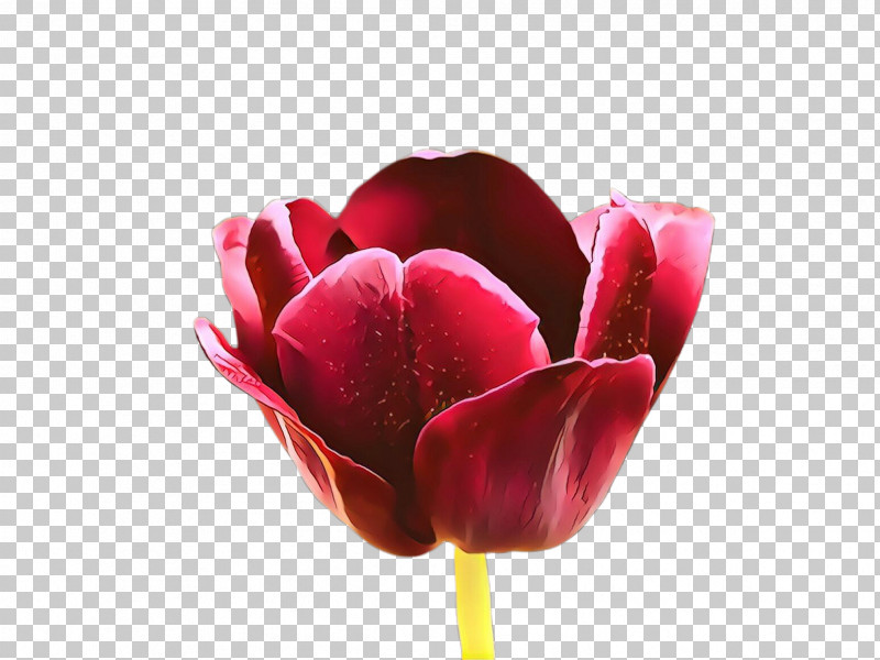 Flower Petal Tulip Red Pink PNG, Clipart, Bud, Closeup, Cut Flowers, Flower, Lily Family Free PNG Download