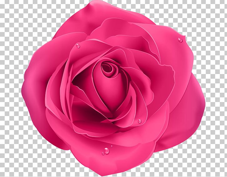 Blue Rose Garden Roses Pink Flower PNG, Clipart, Blue, Blue Rose, Centifolia Roses, China Rose, Cut Flowers Free PNG Download